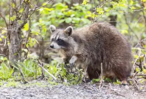 Raccoon Prints: Raccoon walking along a path in the woods in springtime in Canada