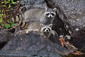 Raccoon Prints: Two raccoon in the wild on a rock wall lake side