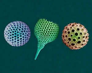 Coloured Prints: Radiolarian tests (salt water)