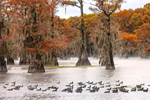 Southern Usa Prints: Raft of American coots and morning mist on southern swamp, Caddo Lake, Texas