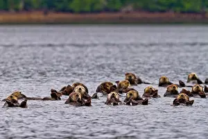 Sea Animal Prints: A raft of sea otters drifting in Quatsino Sound along the western Vancouver Island shoreline