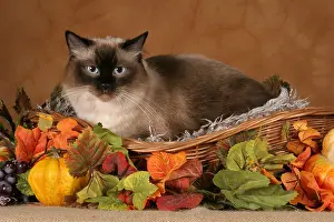 Felidae Prints: Ragdoll