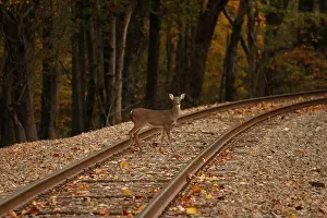 Red Leaves Prints: Railroad Deer