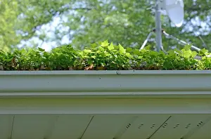 Debris Prints: A rain gutter is so clogged with debris and seeds that maple tree seedlings have sprouted