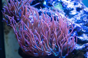 Anemone Prints: rainbow bubble tip anemone