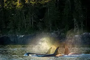 Sea Animal Prints: Rainbow coloured blows from Northern Resident Orca Whales (Killer Whales)