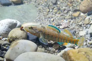 Etheostoma Caeruleum Prints: Rainbow darter checking out pebblee