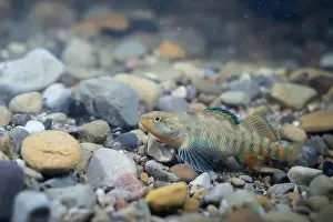 Etheostoma Caeruleum Prints: Rainbow darter displaying on riverbed