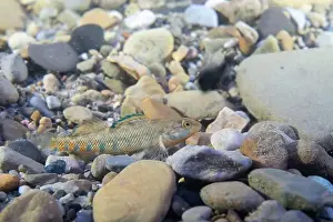 Etheostoma Caeruleum Prints: Rainbow darter displaying on riverbed