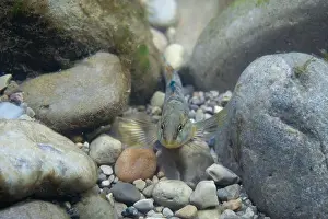Etheostoma Caeruleum Prints: Rainbow darter Displaying on a riverbed