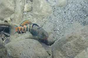 River Ecosystem Prints: Rainbow darter displaying on riverbed