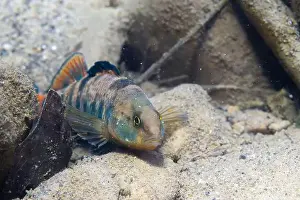River Ecosystem Prints: Rainbow darter displaying on riverbed