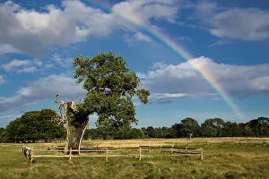 Grassland Prints: Rainbow over an old Oak tree lightning strike survivor