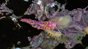 Rocky Shore Prints: Rainbow Sea Slug / Nudibranch / Babakina anadoni in rock pool Falmouth Cornwall UK
