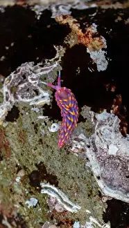Rocky Shore Prints: Rainbow Sea Slug / Nudibranch / Babakina anadoni in rock pool Falmouth Cornwall UK