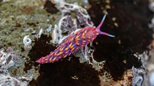 Rocky Shore Prints: Rainbow Sea Slug / Nudibranch / Babakina anadoni in rock pool Falmouth Cornwall UK
