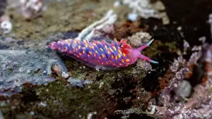 Rocky Shore Prints: Rainbow Sea Slug / Nudibranch / Babakina anadoni in rock pool Falmouth Cornwall UK