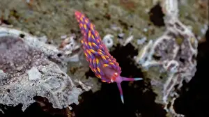Rocky Shore Prints: Rainbow Sea Slug / Nudibranch / Babakina anadoni in rock pool Falmouth Cornwall UK