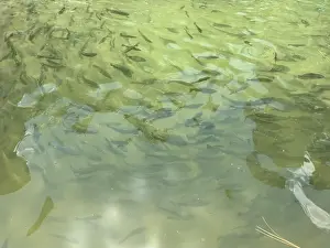 Trout Prints: Rainbow trout fish in a hatchery in Pakistan