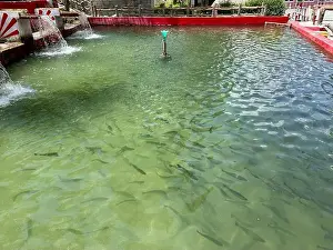 Trout Prints: Rainbow trout in a fish hatchery retaining pond in a park in swat valley, Pakistan