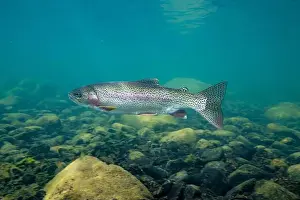 River Ecosystem Prints: Rainbow trout in the Morice River in British Columbia, Canada