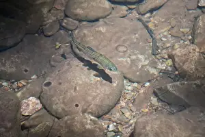 Fresh Water Prints: Rainbow Trout (Oncorhynchus mykiss)