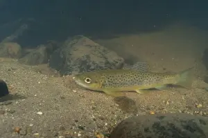 Rainbow Trout Prints: Rainbow trout at the bottom of a river