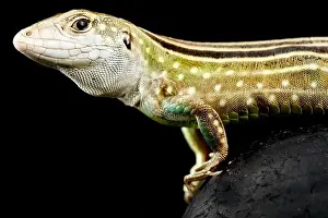 Guyana Prints: Rainbow whiptail (Cnemidophorus lemniscatus) from all female population