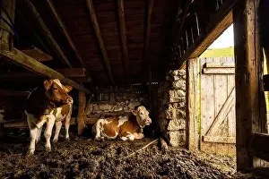 Ruminant Prints: While it rains, two dairy cows are cozy in the barn, looking outside through the open door
