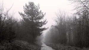 Gloomy Prints: The rainy and gloomy day in the forest