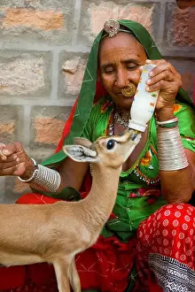 Villager Prints: Rajasthani bishnoi woman feeding milk to orphaned baby deer in bottle ; village Jajiwal near Jodhpur ; Rajasthan ;