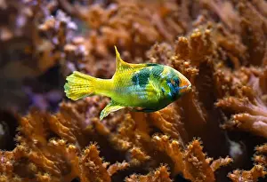 Perciformes Prints: Ram, Blue ram, German blue ram or Ramirez‘s dwarf cichlid (Mikrogeophagus ramirezi or Papiliochromis ramirezi)