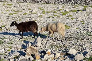 Bighorn Sheep Prints: ram and sheep on the rock