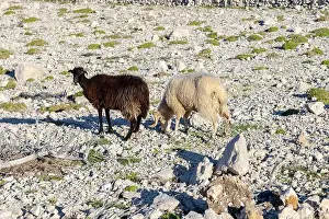 Bighorn Sheep Prints: ram and sheep on the rock