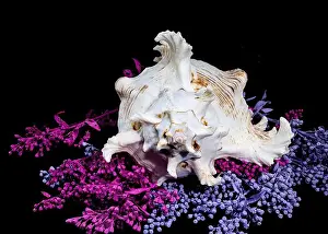 Spikes Prints: Ramose Murex Shell on Vibrant Background