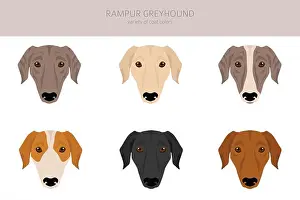 Doggie Prints: Rampur Greyhound clipart. All coat colors set