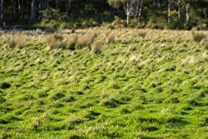 ranch farming landscape, with rolling hills and cows in fields, in Australia