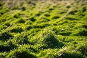 Fertile Prints: ranch farming landscape, with rolling hills and cows in fields, in Australia