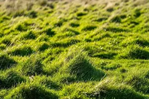 Fertile Prints: ranch farming landscape, with rolling hills and cows in fields, in Australia