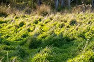 Fertile Prints: ranch farming landscape, with rolling hills and cows in fields, in Australia