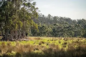 ranch farming landscape, with rolling hills and cows in fields, in Australia