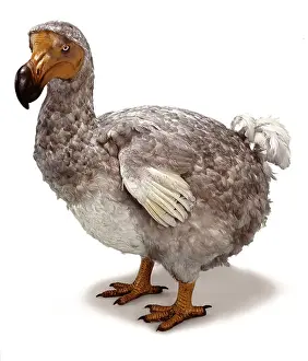 Raphus cucullatus, dodo