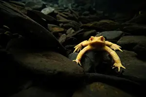 Cold Blooded Prints: A rare albino Common toad or Bufo bufo is seen underwater surrounded by dark stones