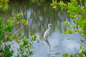 Ardea Alba Prints: Rare albino Great egret, Merritt Island National Wildlife Refuge, Florida