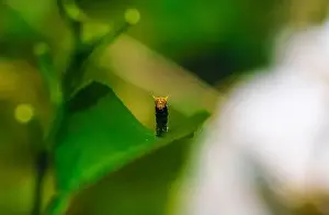 Rare photography, Common Mormon caterpillar hood up to look like a snake
