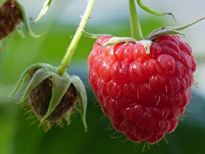 Nourishments Prints: Raspberry