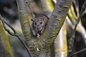 Black Eyes Prints: Rat peeking out from tree