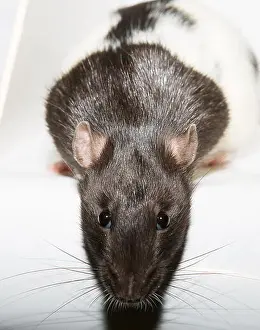 Clever Prints: rat