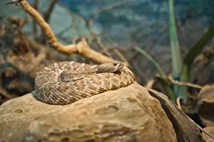 Viper Prints: Rattle snake at the San Diego Zoo in San Diego