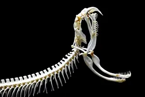 Rattlesnake Prints: Rattle snake skeleton